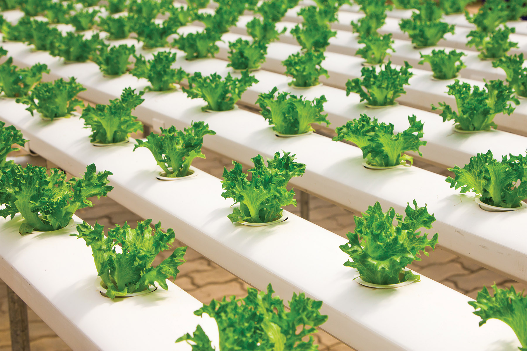 Horticultural Series LEDs Deliver Entire Spectrum from UV-C to Far-Red