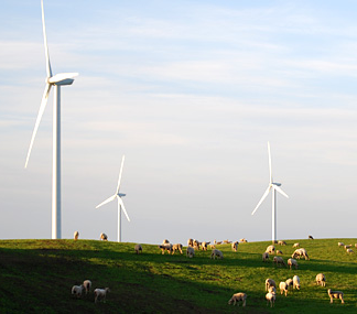 Google searches for wind profits in Texas