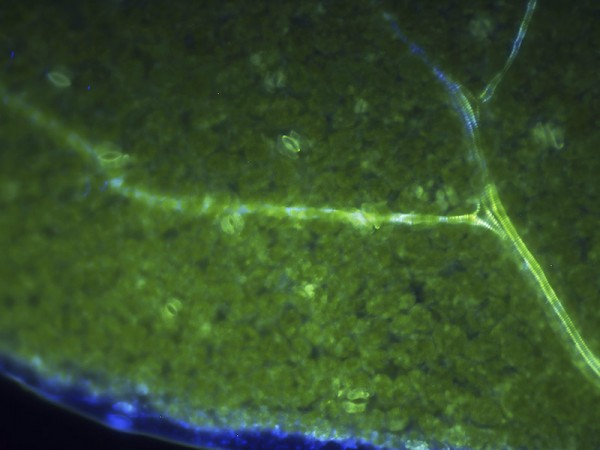 Cheaper fuel from self-destructing trees