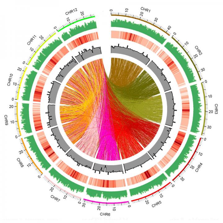 A Whole-Genome Sequenced Rice Mutant Resource for the Study of Biofuel Feedstocks