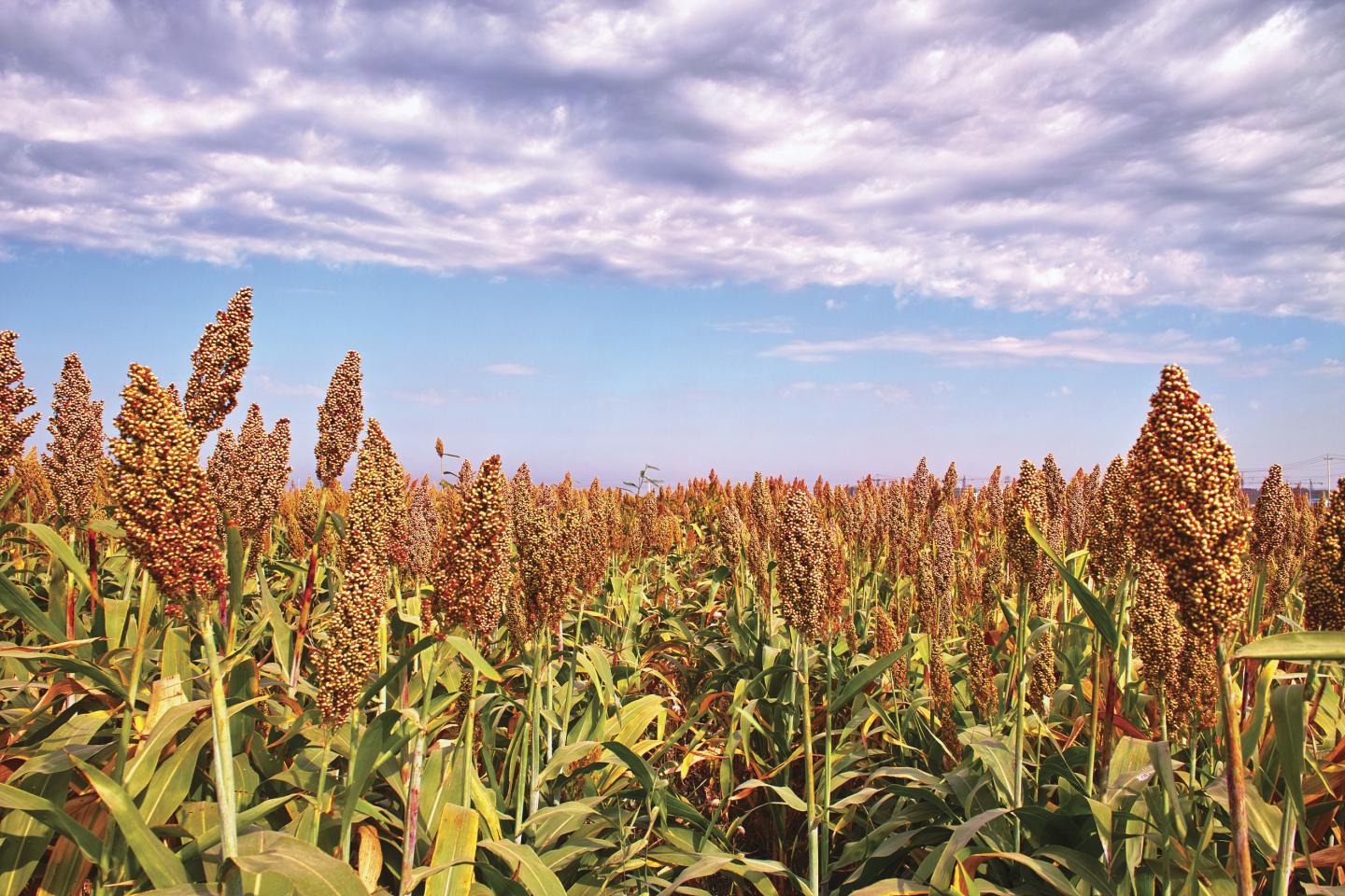 US Department of Energy Awards Danforth Center $16 Million to Enhance Sorghum for Bioenergy