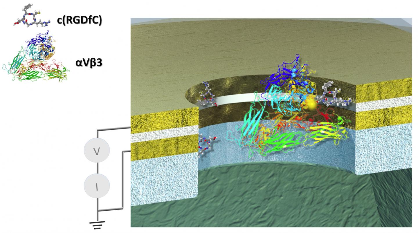 Heavy Metal Thunder: Protein Can be Switched on to Conduct Electricity Like a Metal