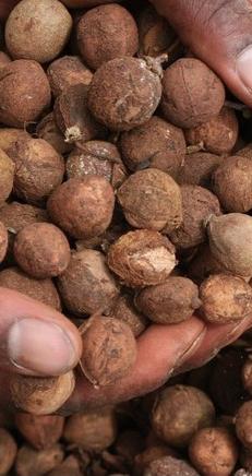 Farmers in Kenya Willing, Able to Ramp up Croton nut Output for Biofuel