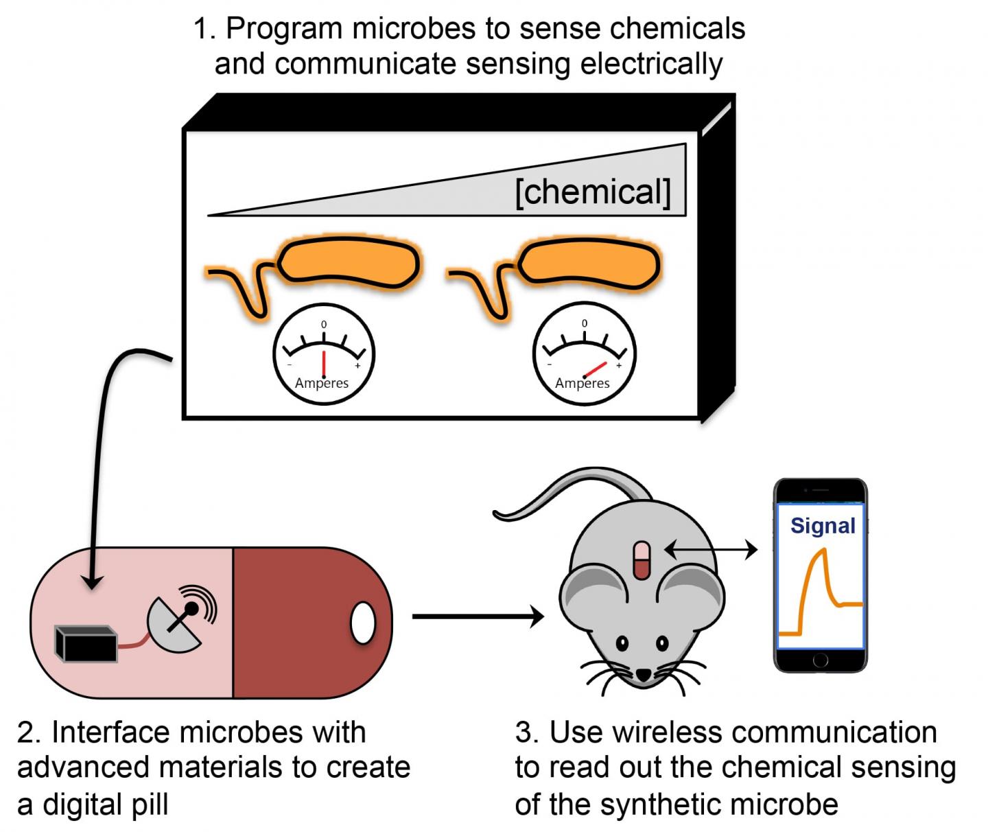 Grant Aims Students Toward Next-Gen Bioelectronics