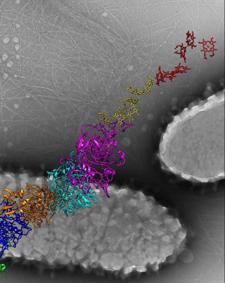 Electricity-Conducting Bacteria is Secret to Tiny Batteries