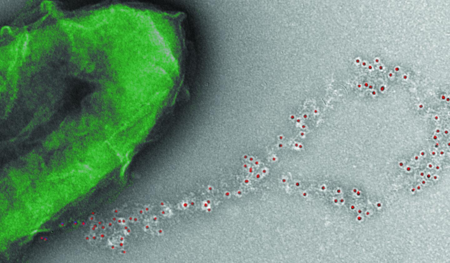 Expanding Functions of Conducting Microbial Nanowires