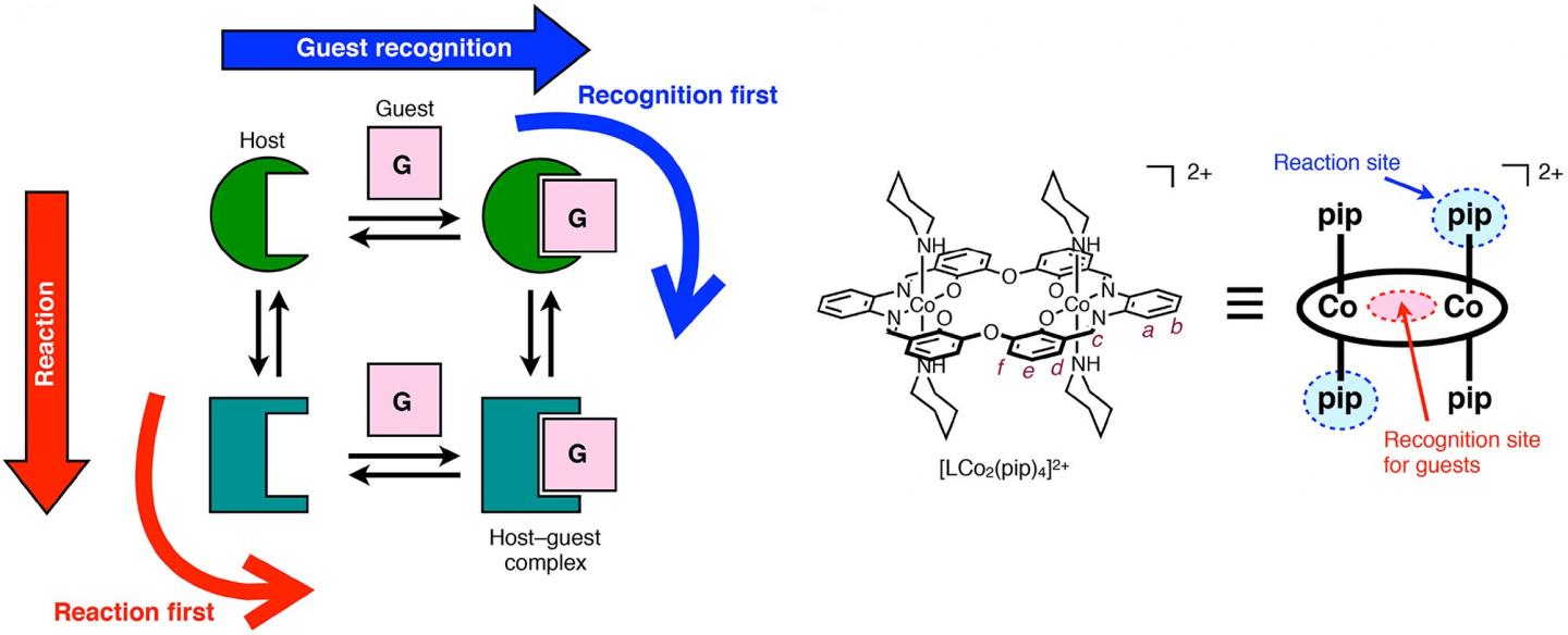 Controlling Ion Recognition in Reactive Host-Guest Systems