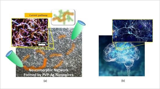 Brain-Like Functions Emerging in a Metallic Nanowire Network