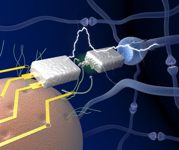 Electronics that Mimic the Human Brain in Efficient Learning