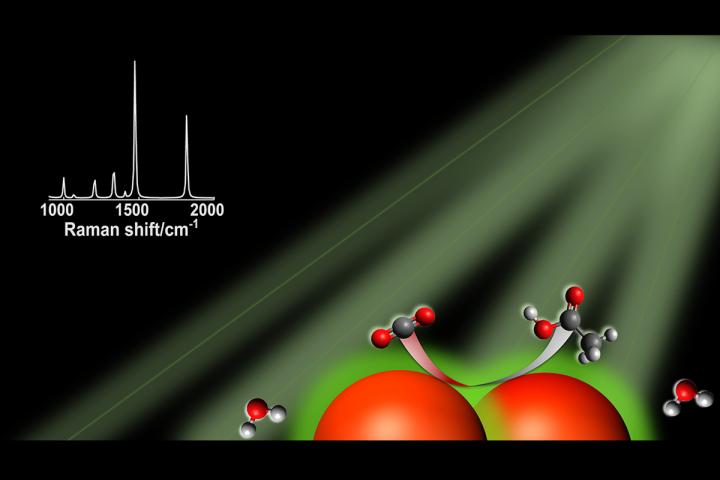 Light-Harvesting Nanoparticle Catalysts for Renewable Fuels