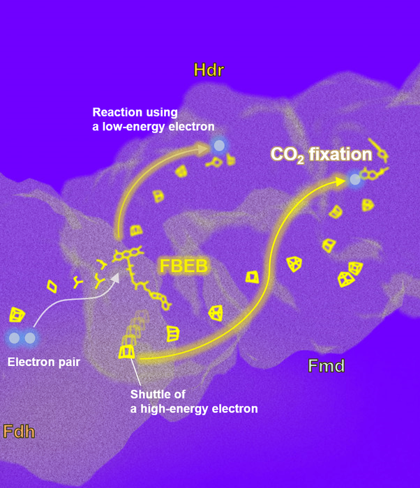 How Methanogenic Microbes Manage Electrons