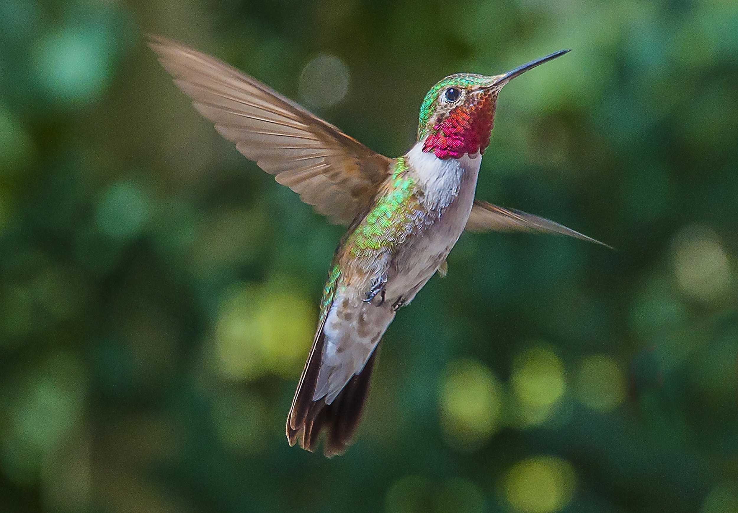 Hummingbird Flight Could Provide Insights for Biomimicry in Aerial Vehicles