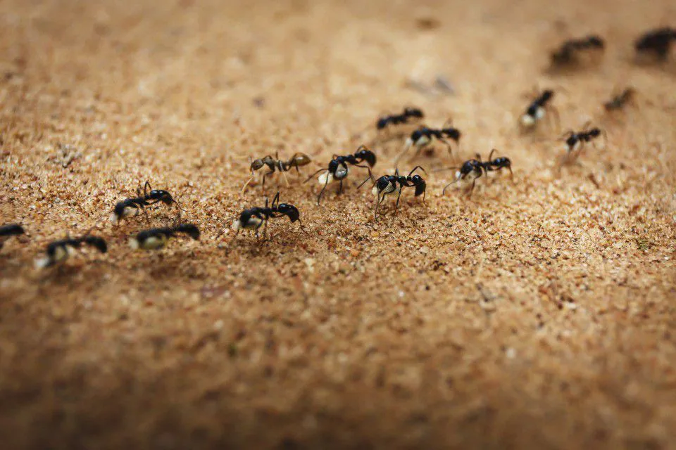 The Physical Intelligence of Ant and Robot Collectives