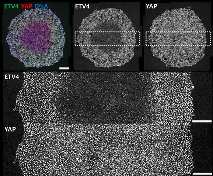 A New Mechanical Transducer was Revealed