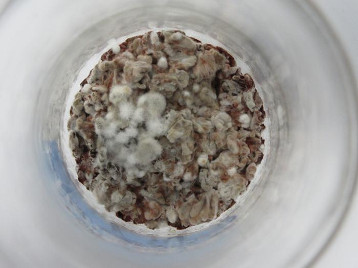 $1.5M State Grant Kickstarts Efforts to use Fungal Molecules in Batteries, Photovoltaics and Electronic Circuitry