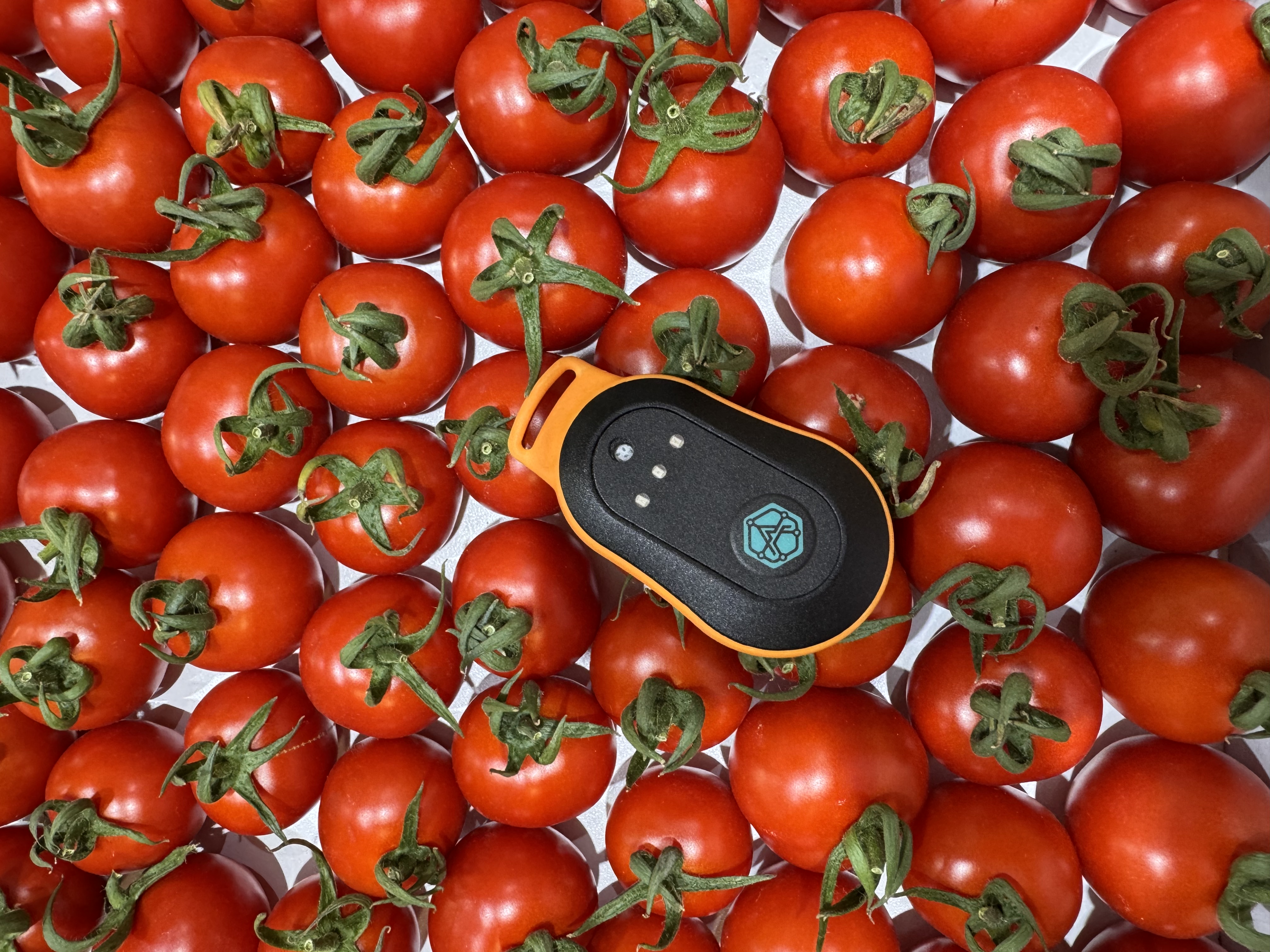 Improving Tomato Cultivation with AI