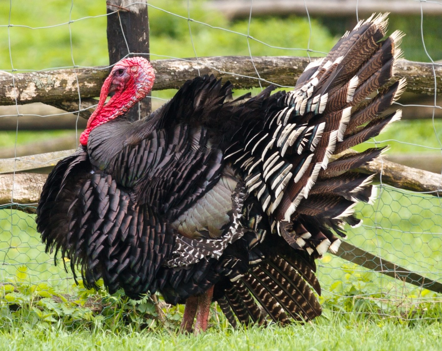 This Company Uses Turkey Poop for Biofuel