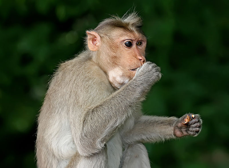 Automakers Fund Study That Exposed Monkeys to Diesel Fumes