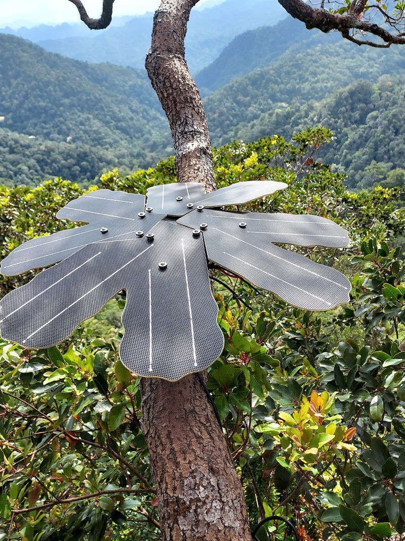  Sensor Technology Protects Vulnerable Rainforests