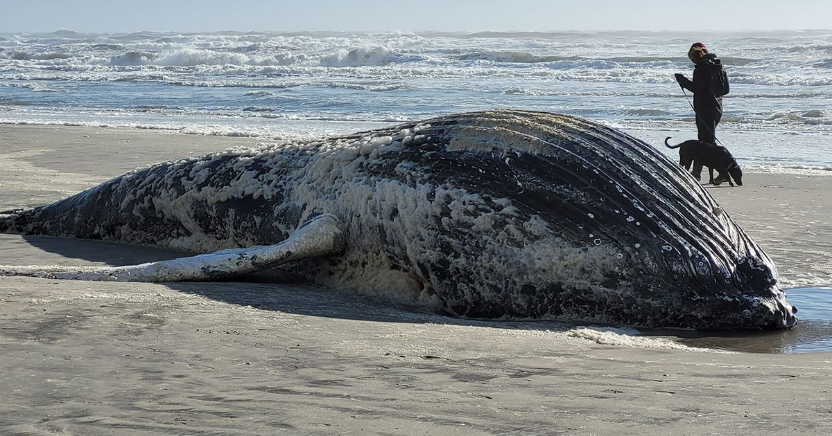 Offshore Wind Killing Whales at an Alarming Pace off East Coast